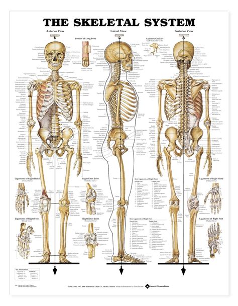 skeleton anatomy poster skeletal system anatomical chart
