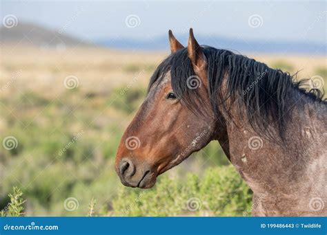 Wild Horse Portrait Stock Image Image Of Mustang Wild 199486443