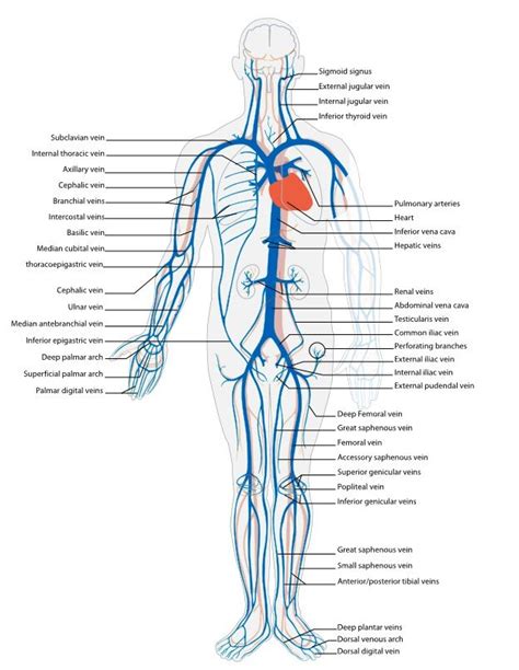 Pinterest Arterias Del Cuerpo Anatomia De Las Venas Anatomia Del