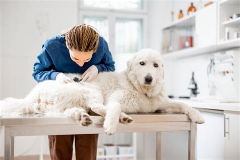 Take The Fear Out Of Pet Dermatology Vet Advantage