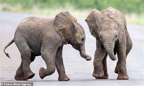 Two Baby Elephants Play Together Climbing One Another In