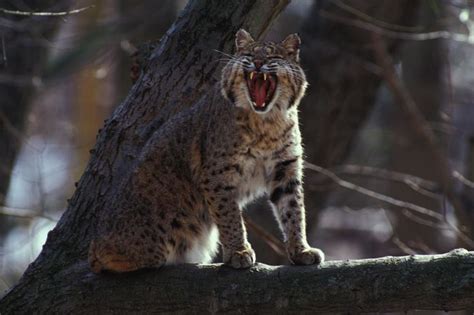 Bobcat By Mo Deptof Consmissouris Mammals Wildcat Glades