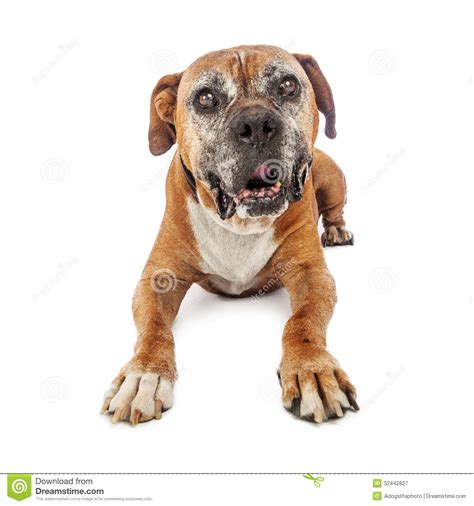 Elderly Boxer Dog Laying Down Stock Image Image Of