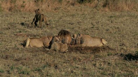 Pride Of Lions Eating Caught Prey In The African Savanna Wildlife Of