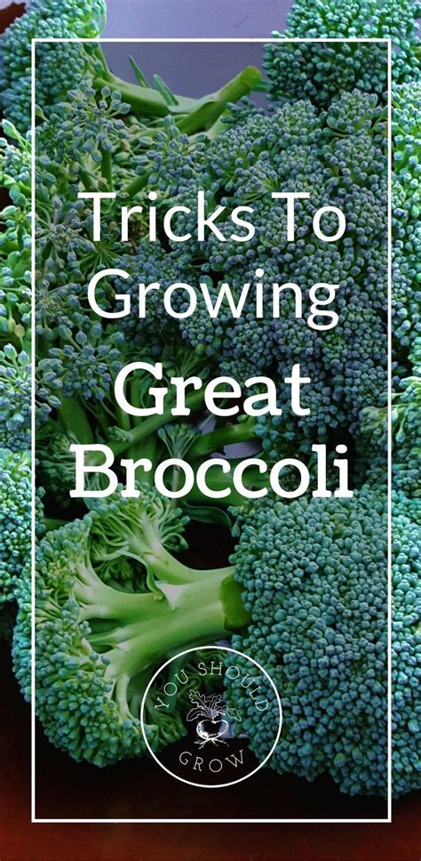 Tricks To Growing Great Tasting Broccoli Fall Garden