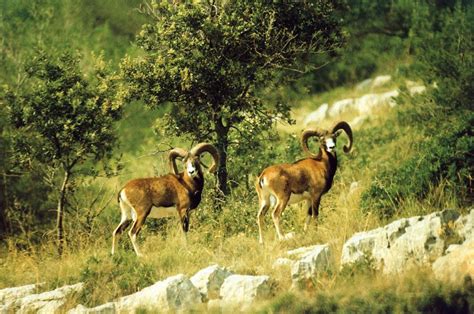 Der begriff bezeichnet keine natürliche verwandtschaftsgruppe (taxon) im sinne der biologischen systematik, sondern ist eine sammelbezeichnung für tiere, welche dem marinen plankton. Tiere Kroatien | Tierwelt in Kroatien von Kroati.de√