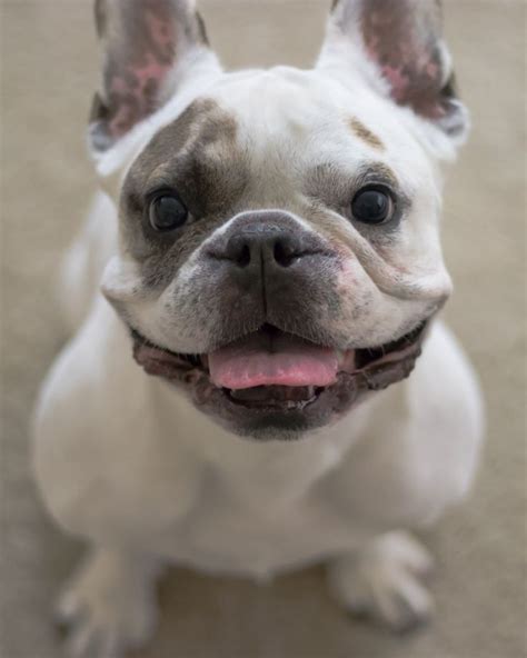 Do You Like My Smile Adorable French Bulldog French Bulldog