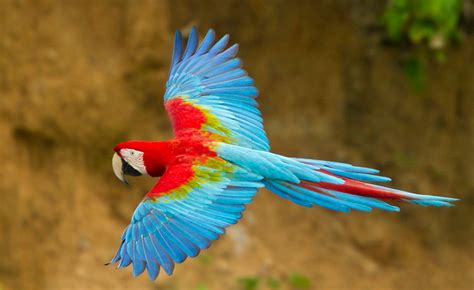 Berikut ini adalah beberapa jenis burung cendrawasih yang paling cantik. 15 Burung Tercantik di Dunia, Beberapa di Antaranya dari ...