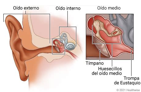 anatomia del oido medio pdf Anatomía del HUMANO explicado FÁCIL