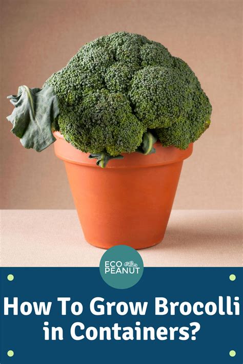 Growing Broccoli In Containers Eco Peanut Growing Broccoli