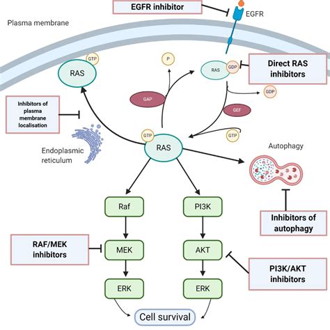 Emerging Ras Directed Therapies For Cancer