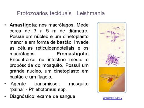 Atlas de Parasitologia e Micologia Protozoários teciduais Leishmania