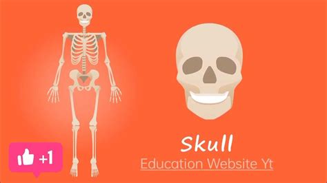 take the knowledge of body 206 bones parts of bones human body bones full knowledge