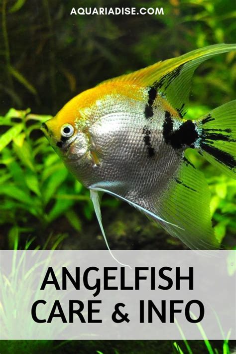 Angelfish Care How To Care Info