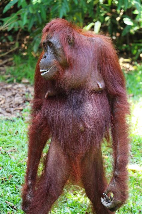 Adult Female Orangutan Stock Image Image Of Simian Indonesia 9630507