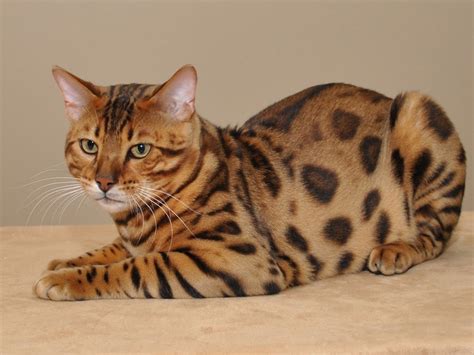 The bengal cat must be at least 4 generations away from the alc to be considered a bengal, otherwise considered a hybrid. Bengal cat - PetShopTop