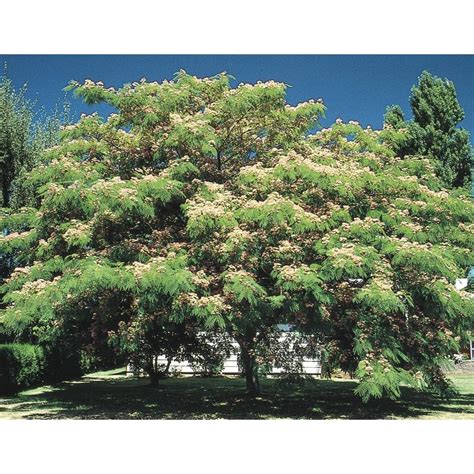 325 Gallon Pink Mimosa Flowering Tree In Pot With Soil L1103 At