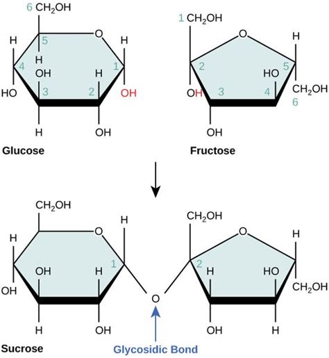 Difference Between Reducing And Nonreducing Sugar Definition