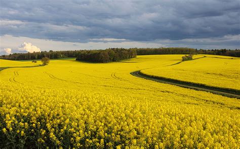 7 Important Biofuel Crops That We Use For Fuel Production Ie