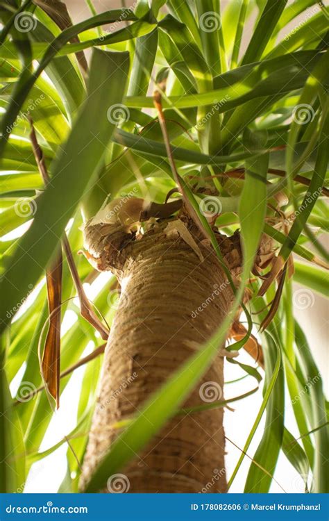 Indoor Dragon Palm Tree Stock Photo Image Of Dragon 178082606