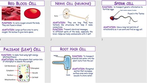 Specialised Cells Ks3 Activate Science Teaching Resources