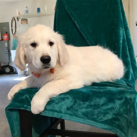 Sean and i have both parents, and this is our third litter overall!. Golden Retriever puppy for sale in EAST EARL, PA. ADN ...