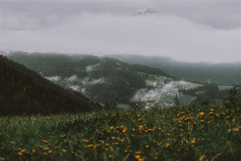 Yellow Flower Field Near Mountain Under Grey Sky · Free Stock Photo