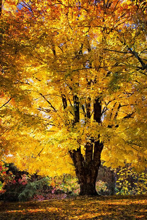 Golden Maples Photograph By Debra And Dave Vanderlaan Fine Art America