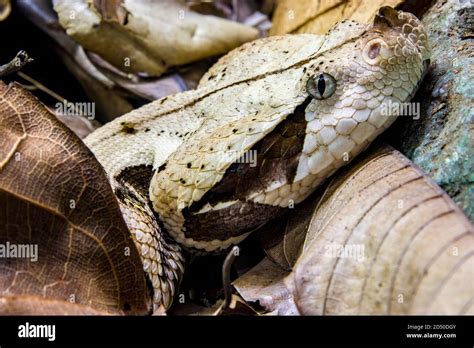 The Gaboon Viper Bitis Gabonica Is A Viper Species Found In The