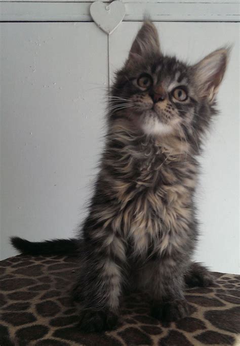 Maine coon kittens are not born with long fur. pedigree maine coon kittens for sale | Ulverston, Cumbria ...