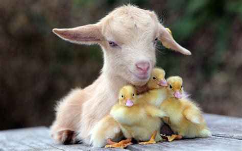 Young Goat Adopts Ducklings Content In A Cottage