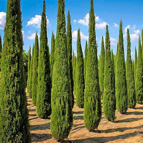 Major reasons for italian cypress dieback: Italian Cypress Tree