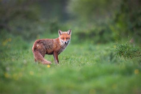 How To Find And Photograph British Mammals Nature Ttl