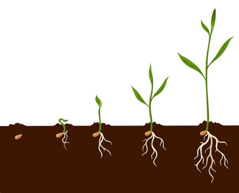 Premium Vector Growth Process Steps Seeds Sprout In Ground Steps