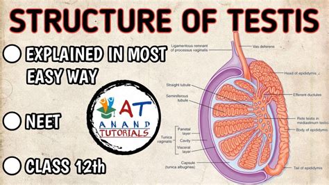 Structure Of Testis Neet Class 12th Youtube