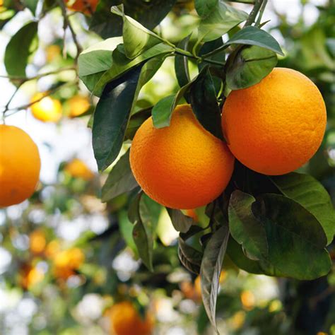 Citrus Aurantium Dulcis Orange Peel Oil