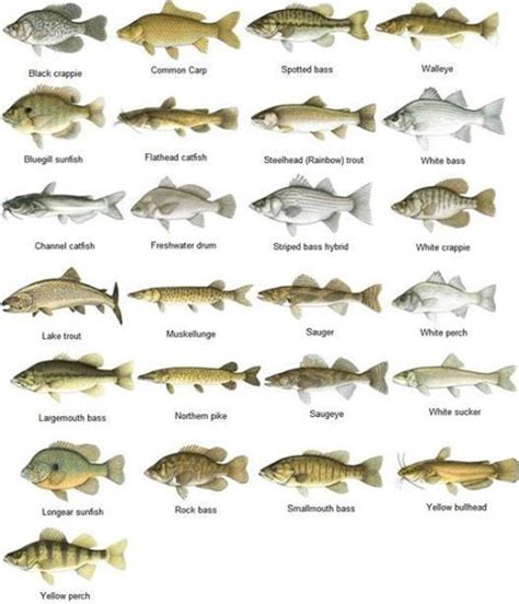 Different Types Of Freshwater Fish Ikan Air Tawar Ikan Binatang