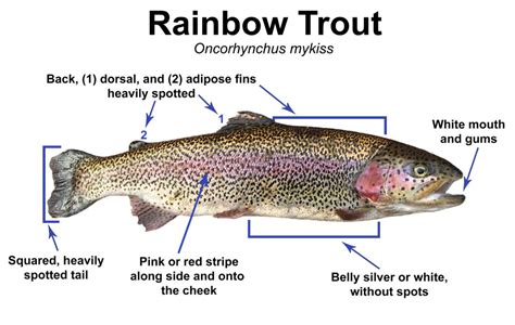 Trout Smart Series Rainbow Trout Fly Of The Month Club Wambolt