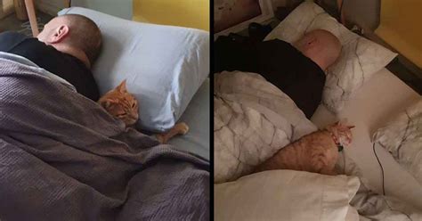 Cat Sneaks Into His Neighbors House Every Day To Spend The Night