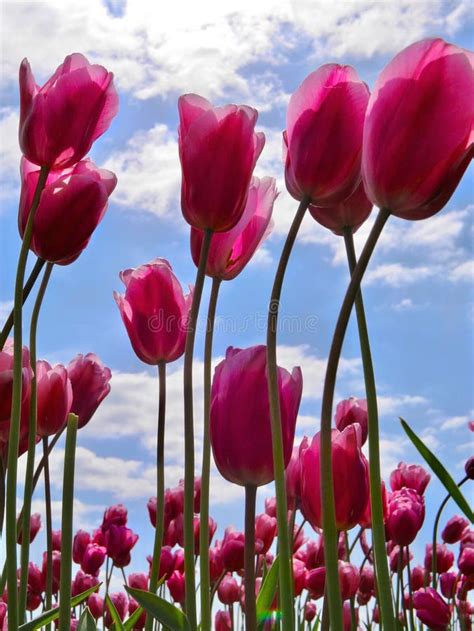 Pink Tulips Against Blue Sky And White Clouds Background Stock Image