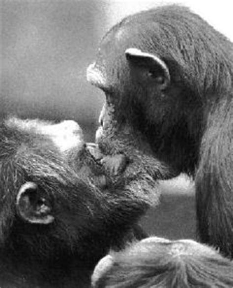 Monkeys kissing (page 1) love animals kissing monkeys orangutans 2250x1501 wallpaper high quality wallpapers,high. Stars Photos - Animals Wallpapers: cute monkeys pictures/photos/wallpapers gallery