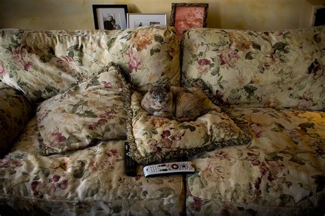 Camouflage Cat Chris Glass Flickr