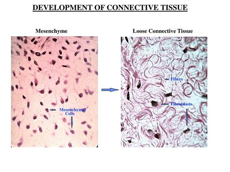 Ppt Development Of Connective Tissue Powerpoint Presentation Free