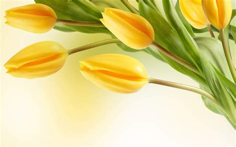 Yellow Flowers Wallpapers Wallpaper Cave