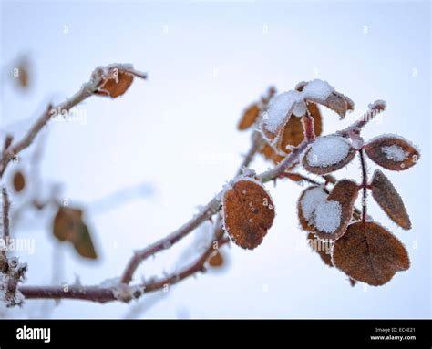 The Frozen Rose Stock Photo Alamy