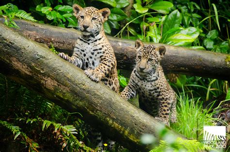 Woodland Park Zoo Blog Jaguar Cubs Take First Practice Steps Outside