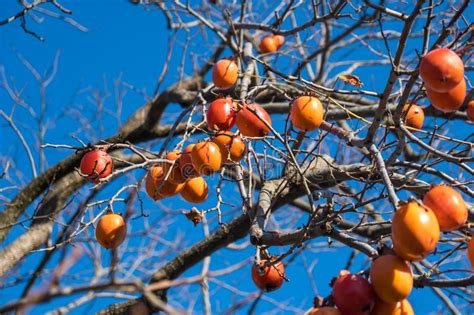 Ripe Japanese Persimmon On A Tree In Winter Stock Image Image Of