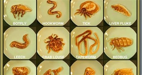 Human Parasites Types Of Parasites And Classification