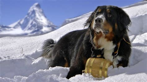 Animals Dog Snow Bernese Mountain Dog Sennenhund