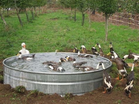25 Awesome Diy Backyard Duck Pond Ideas And Designs For 2024 Backyard